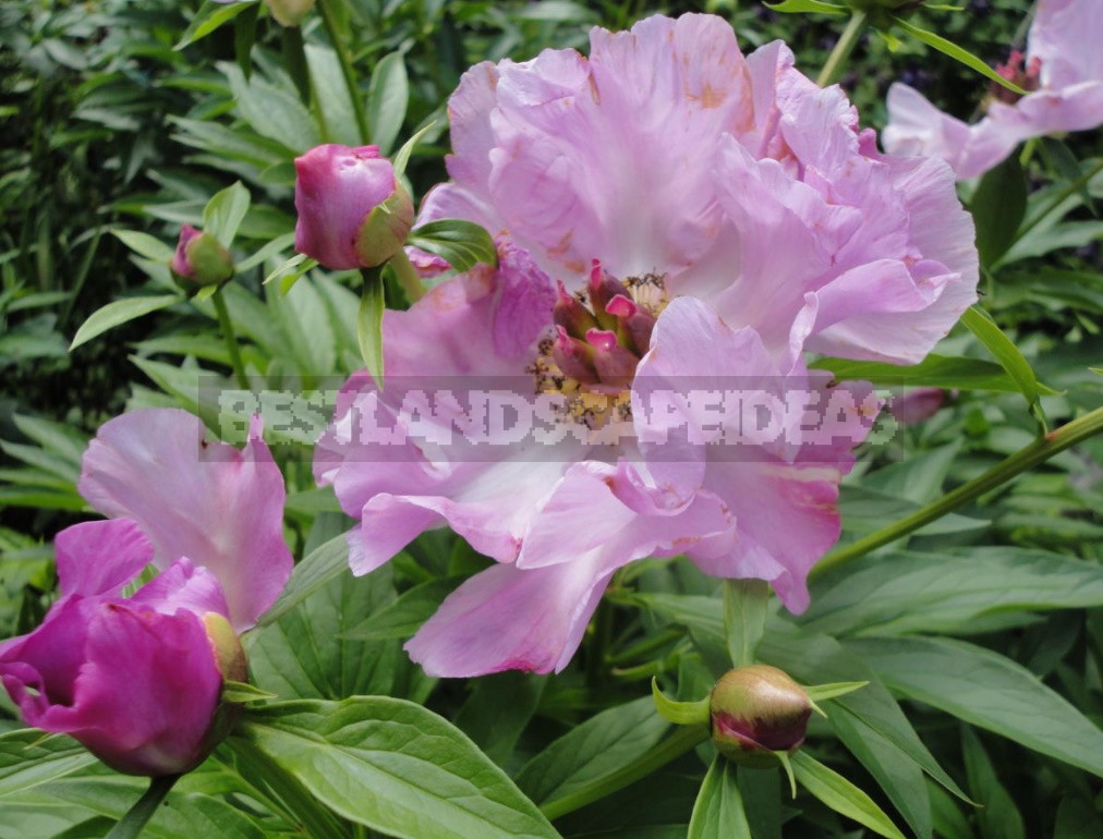 Peonies That Can Surprise: The Most Memorable Varieties And Types (Part 2)