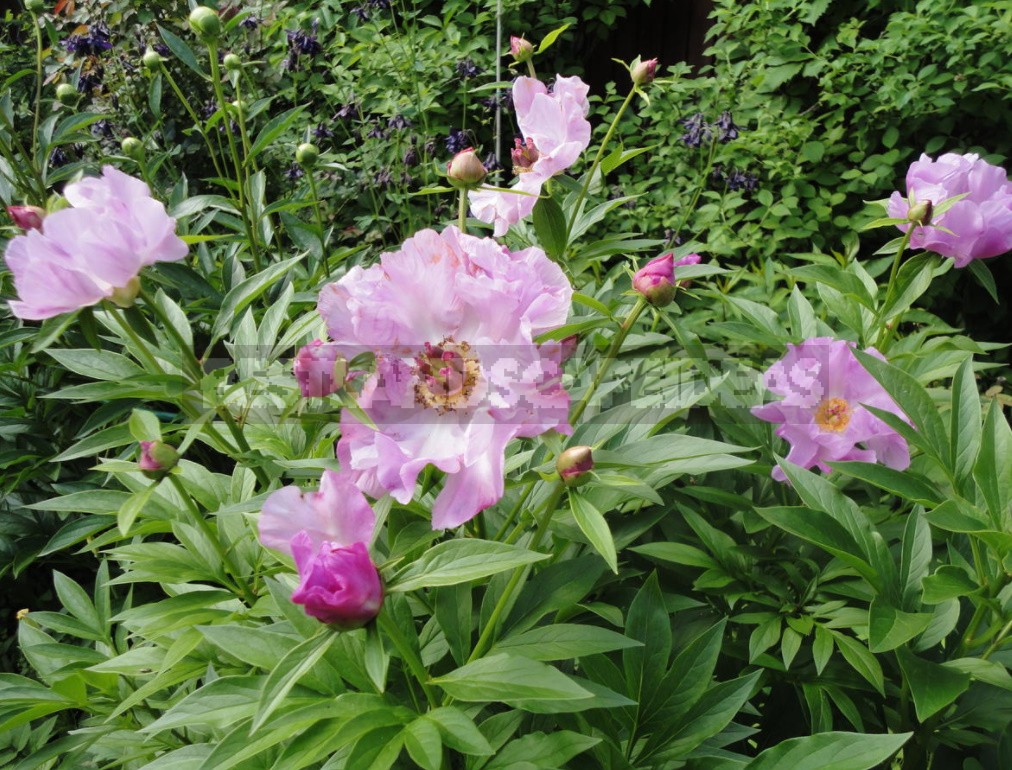 Peonies That Can Surprise: The Most Memorable Varieties And Types (Part 2)