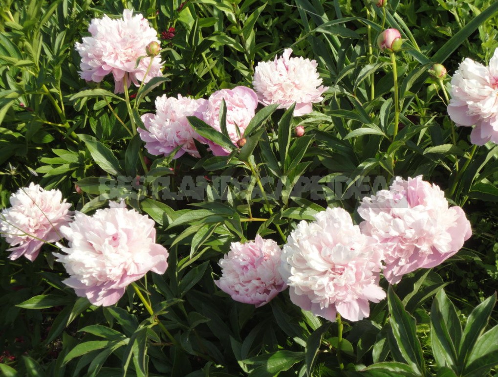 Peonies That Can Surprise: The Most Memorable Varieties And Types (Part 1)