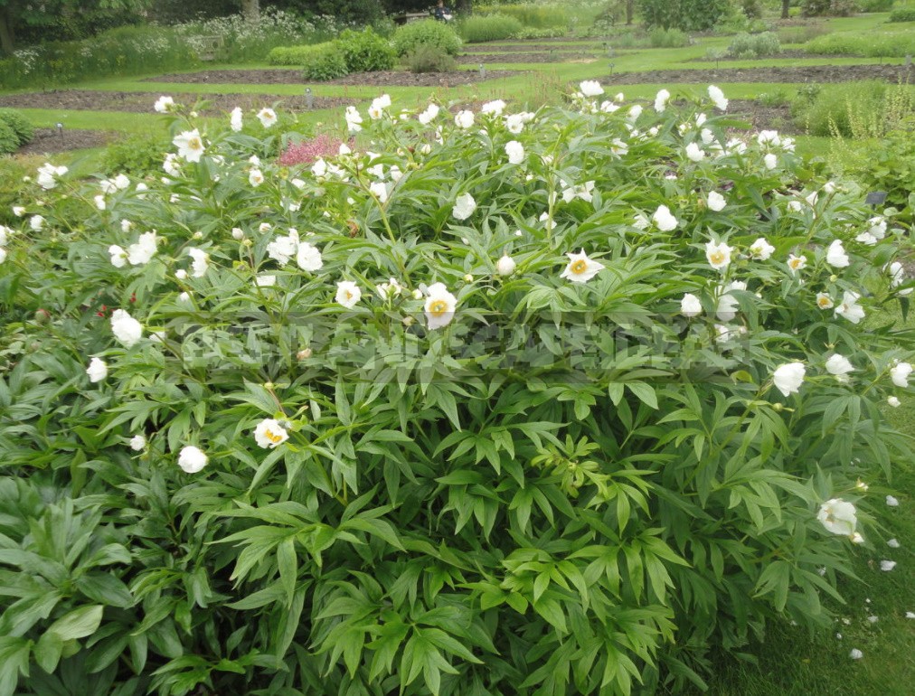 Peonies That Can Surprise: The Most Memorable Varieties And Types (Part 2)