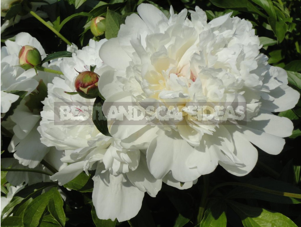 Peonies That Can Surprise: The Most Memorable Varieties And Types (Part 1)