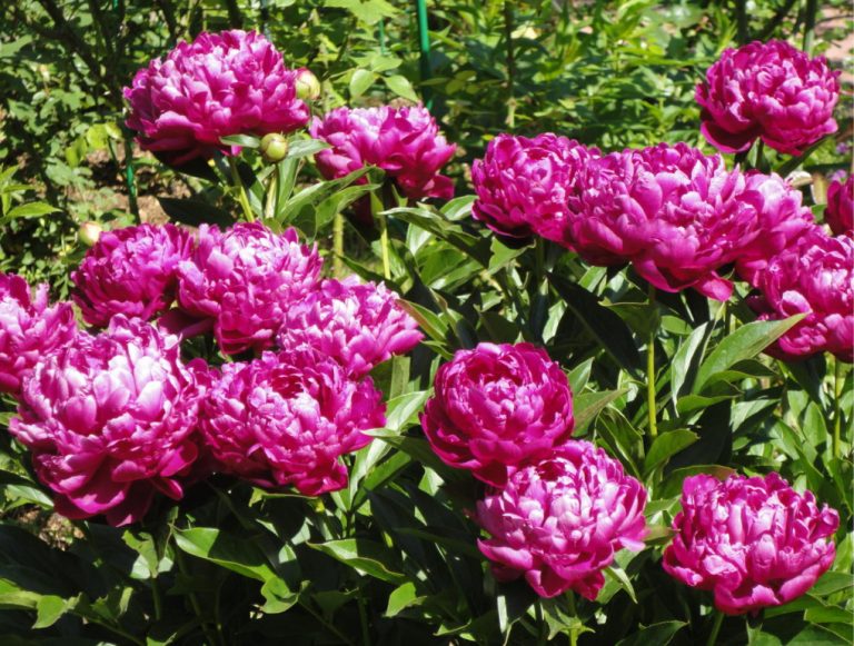 Peonies That Can Surprise: The Most Memorable Varieties And Types (Part ...