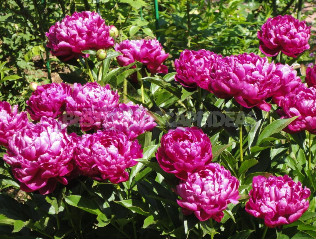 Peonies That Can Surprise: The Most Memorable Varieties And Types (Part 1)