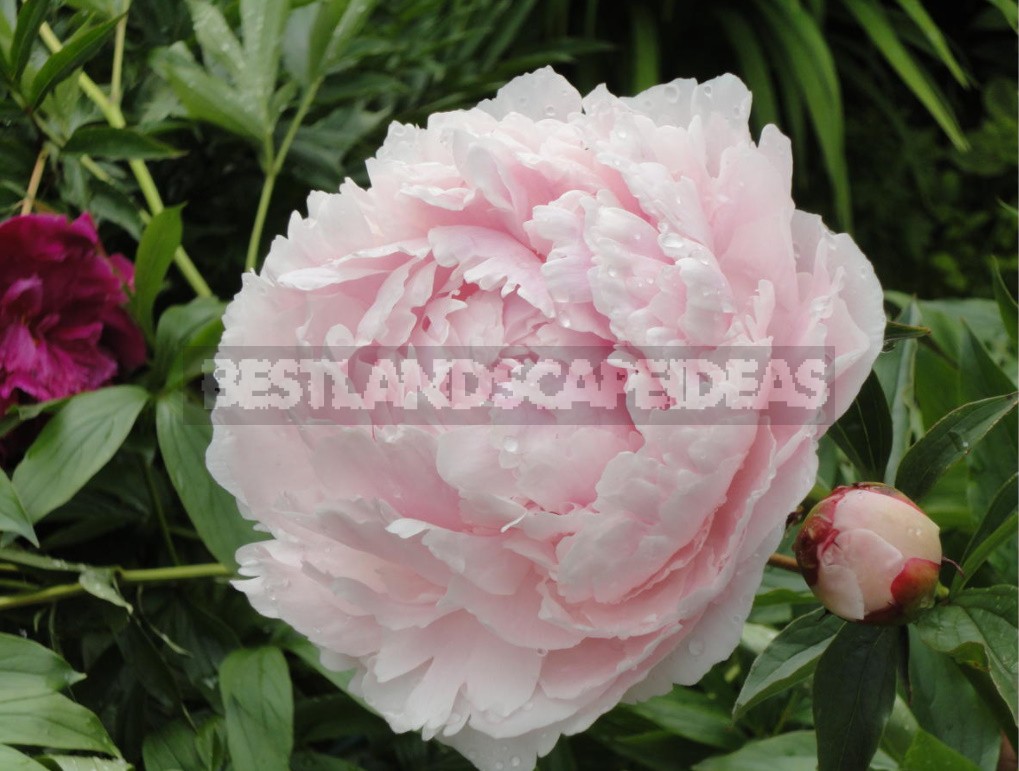 Peonies That Can Surprise: The Most Memorable Varieties And Types (Part 1)