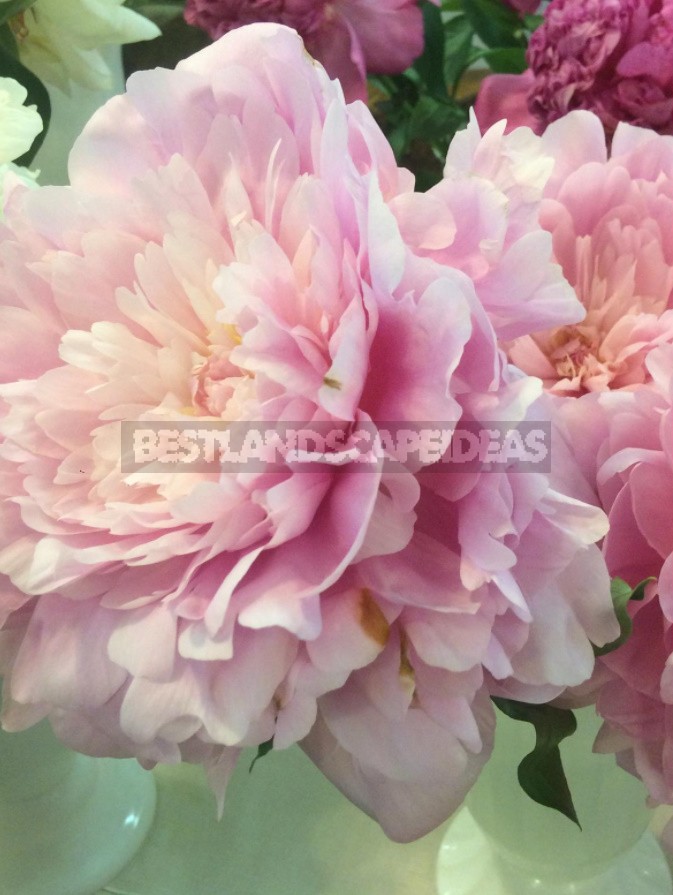 Peonies That Can Surprise: The Most Memorable Varieties And Types (Part 1)