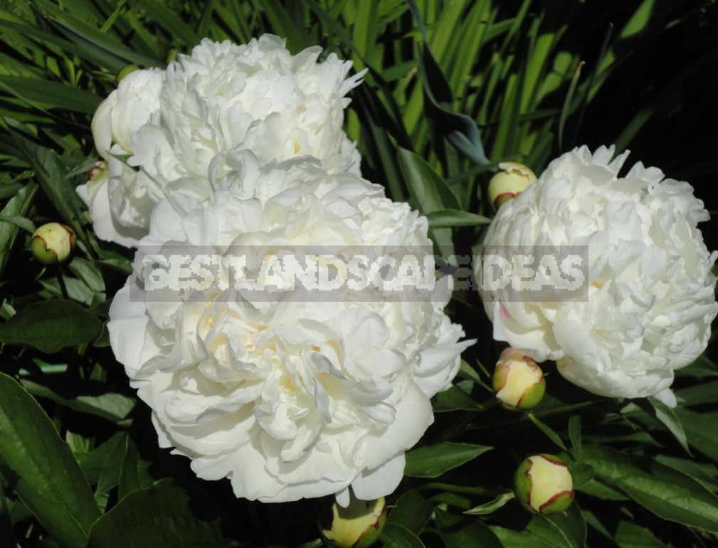 Peonies That Can Surprise: The Most Memorable Varieties And Types (Part 1)