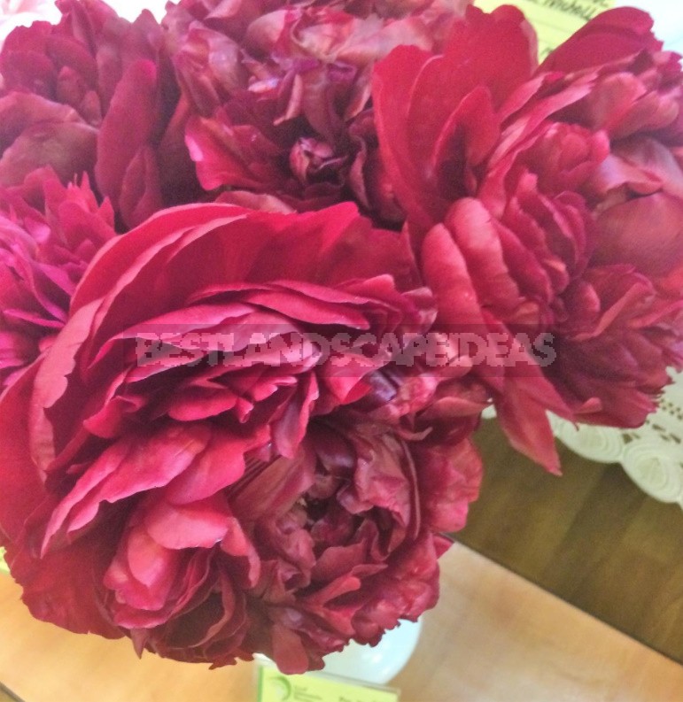 Peonies That Can Surprise: The Most Memorable Varieties And Types (Part 1)