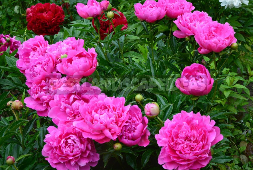 Peonies That Can Surprise: The Most Memorable Varieties And Types (Part 1)