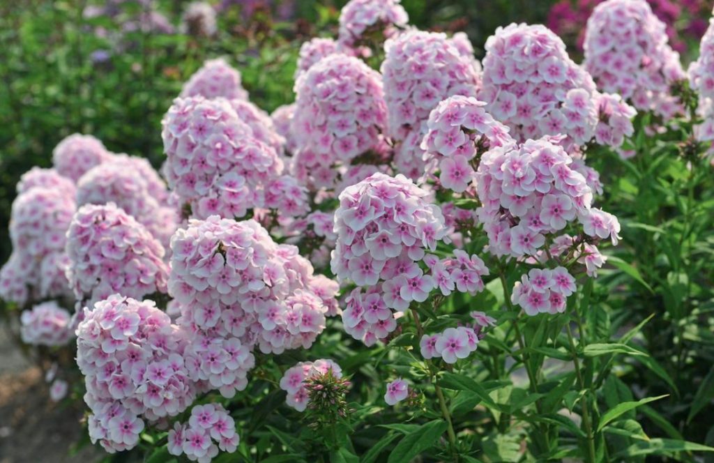 Phlox Paniculata: Varieties, Photos, Care And Propagation
