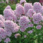 Phlox Paniculata: Varieties, Photos, Care And Propagation
