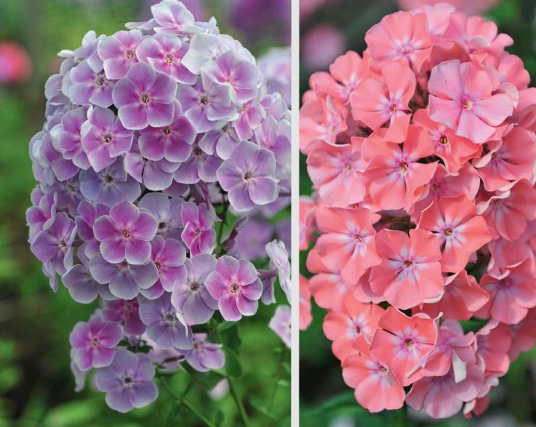 Phlox Paniculata Varieties, Photos, Care And Propagation Best