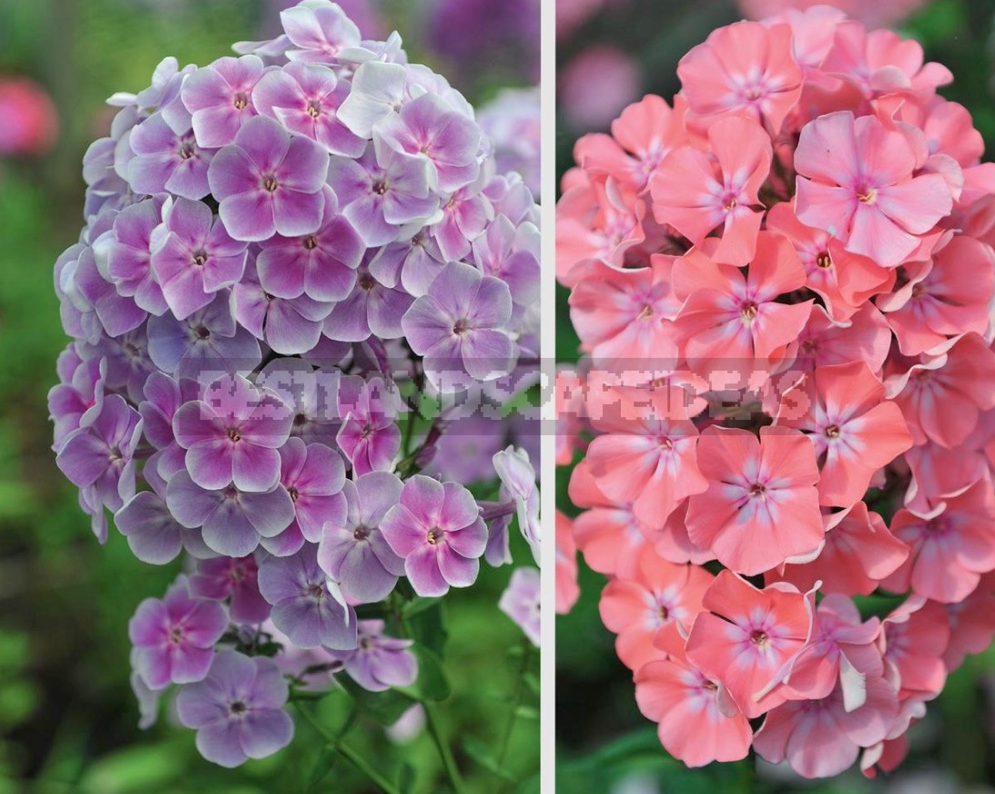 Phlox Paniculata: Varieties, Photos, Care And Propagation