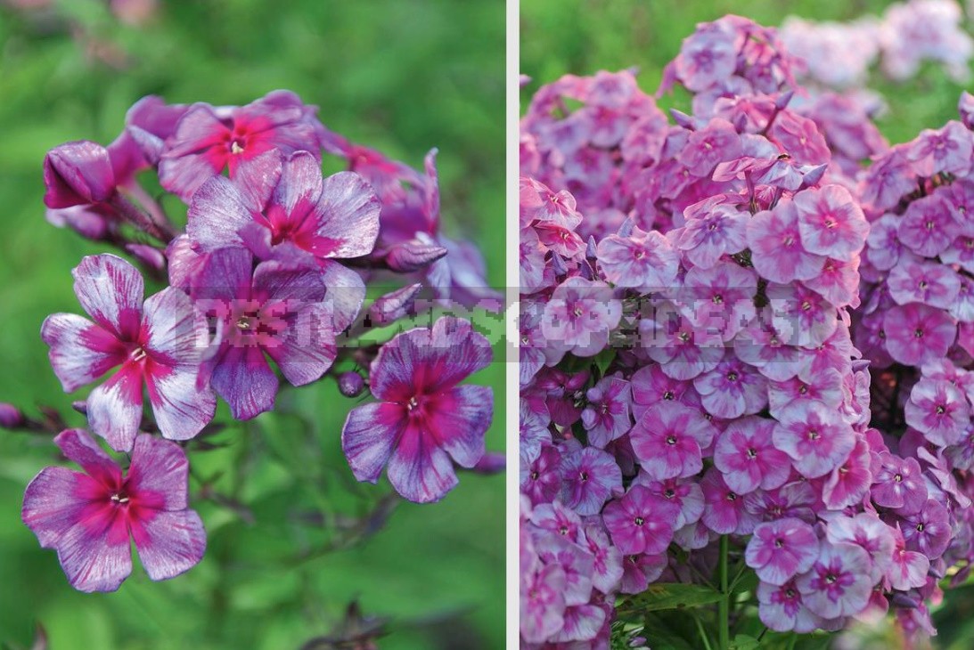 Phlox Paniculata: Varieties, Photos, Care And Propagation