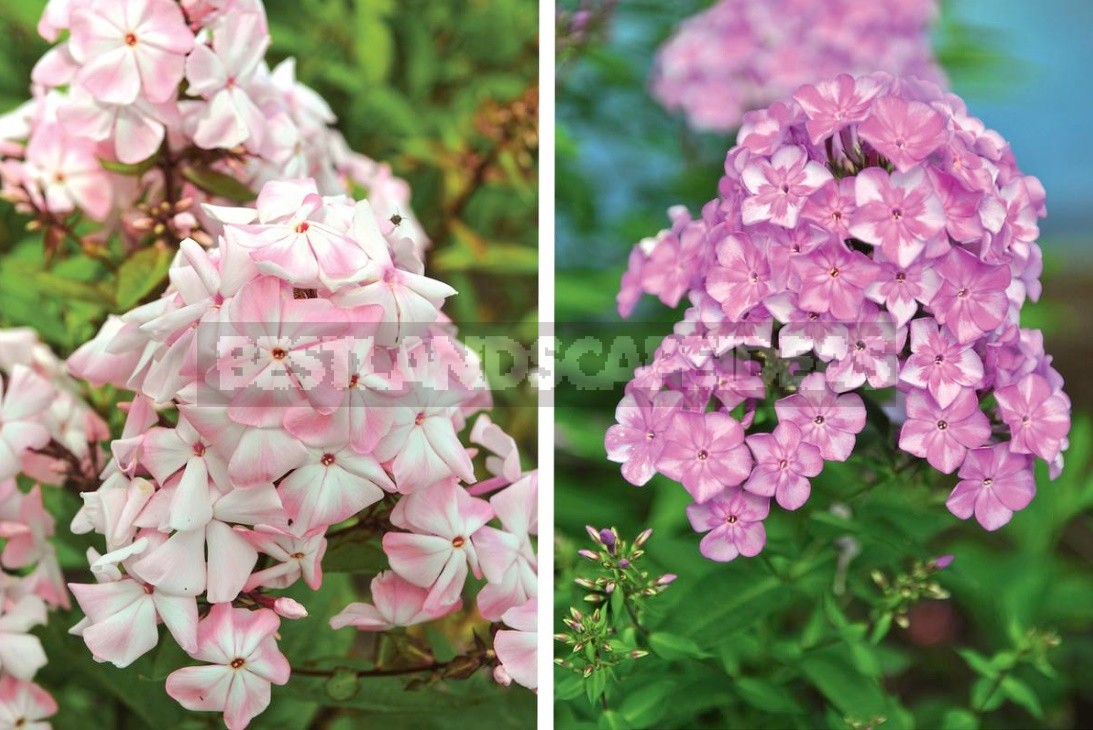 Phlox Paniculata: Varieties, Photos, Care And Propagation