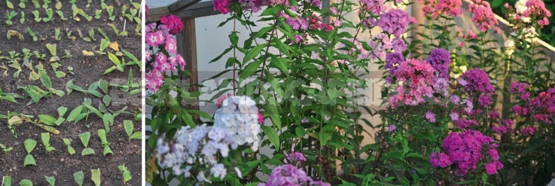 Phlox Paniculata: Varieties, Photos, Care And Propagation