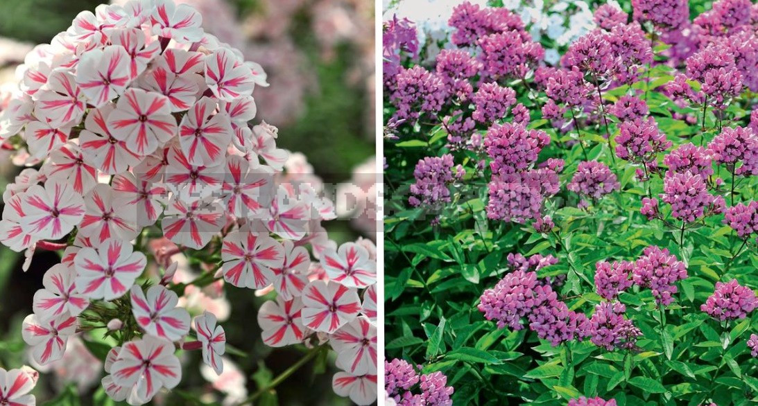 Phlox Paniculata: Varieties, Photos, Care And Propagation