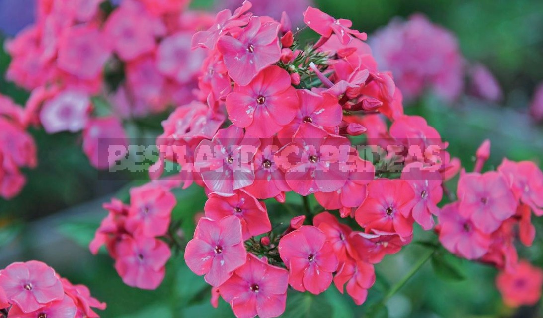 Phlox Paniculata: Varieties, Photos, Care And Propagation