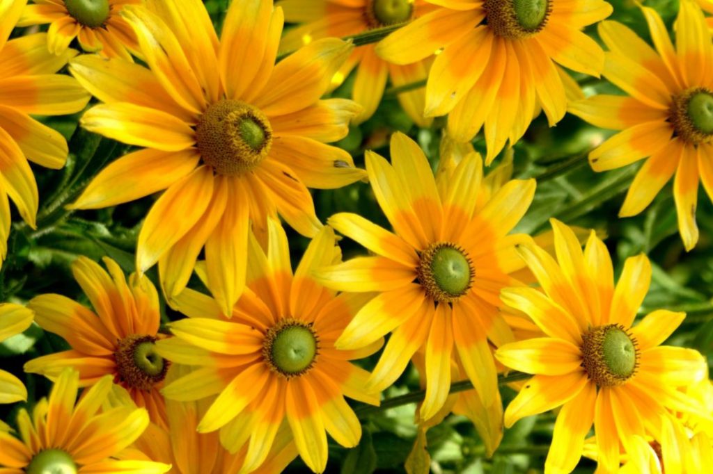 Pure Gold! Rudbeckia In Your Garden