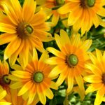 Pure Gold! Rudbeckia In Your Garden