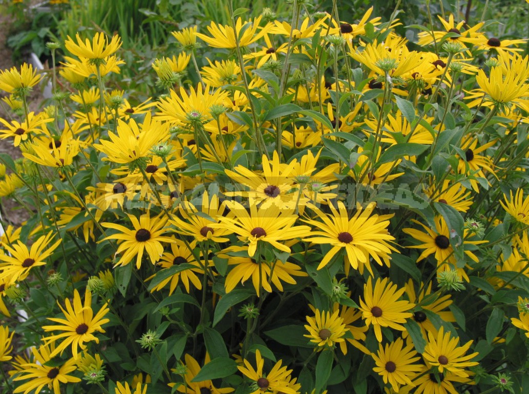 Pure Gold! Rudbeckia In Your Garden