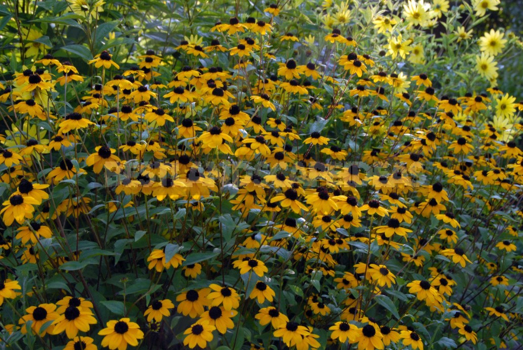 Pure Gold! Rudbeckia In Your Garden