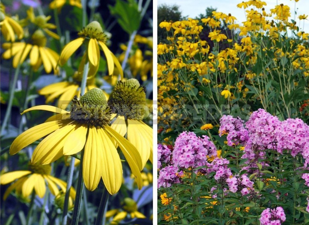 Pure Gold! Rudbeckia In Your Garden