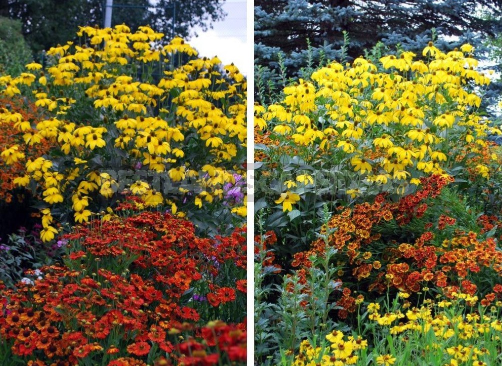 Pure Gold! Rudbeckia In Your Garden