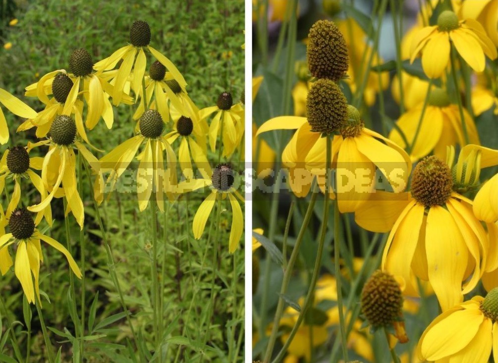 Pure Gold! Rudbeckia In Your Garden