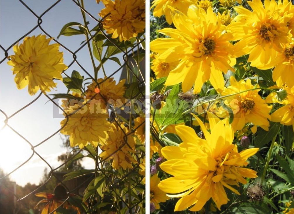 Pure Gold! Rudbeckia In Your Garden