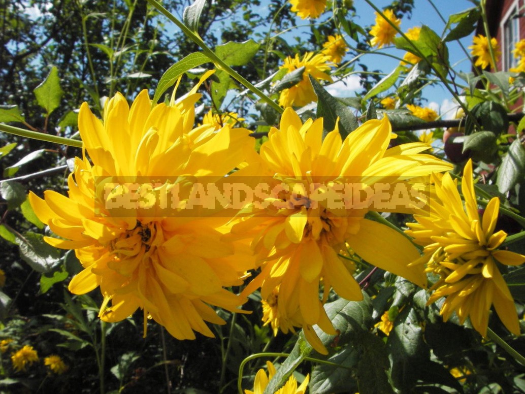 Pure Gold! Rudbeckia In Your Garden