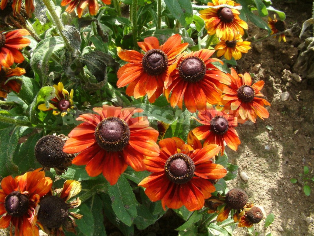 Pure Gold! Rudbeckia In Your Garden