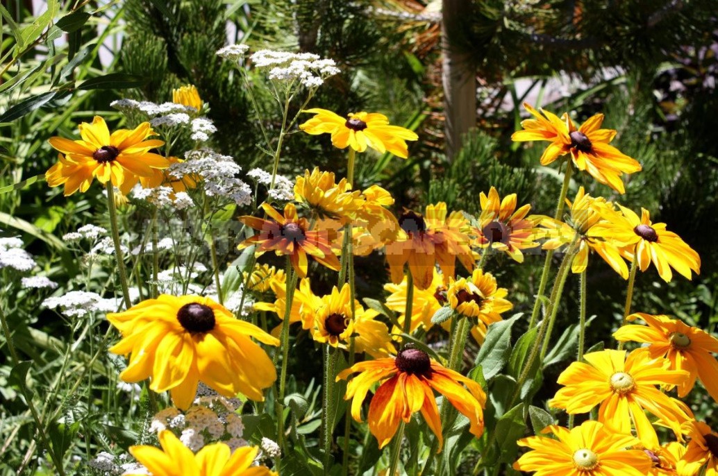 Pure Gold! Rudbeckia In Your Garden