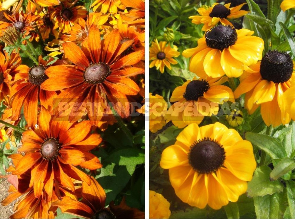 Pure Gold! Rudbeckia In Your Garden