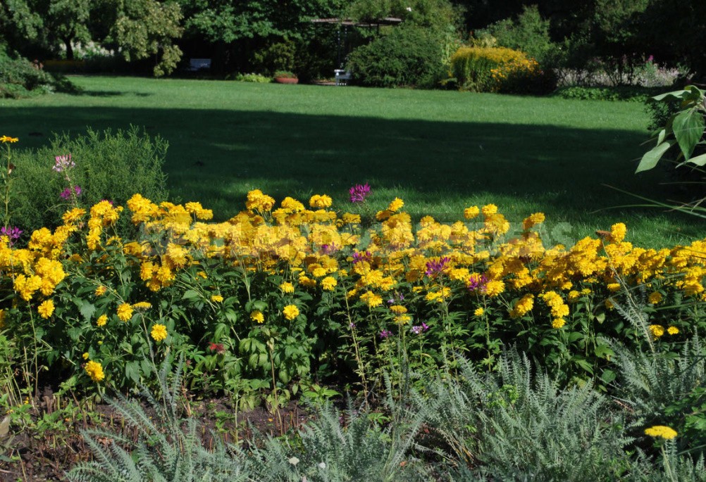 Pure Gold! Rudbeckia In Your Garden