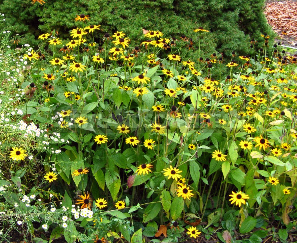 Pure Gold! Rudbeckia In Your Garden