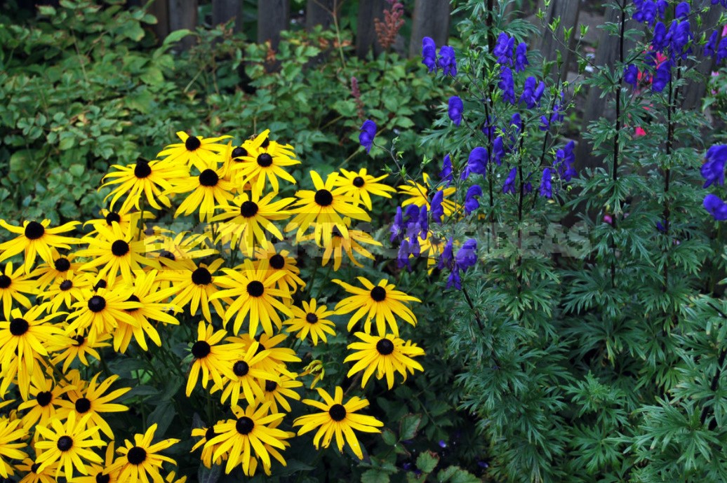 Pure Gold! Rudbeckia In Your Garden