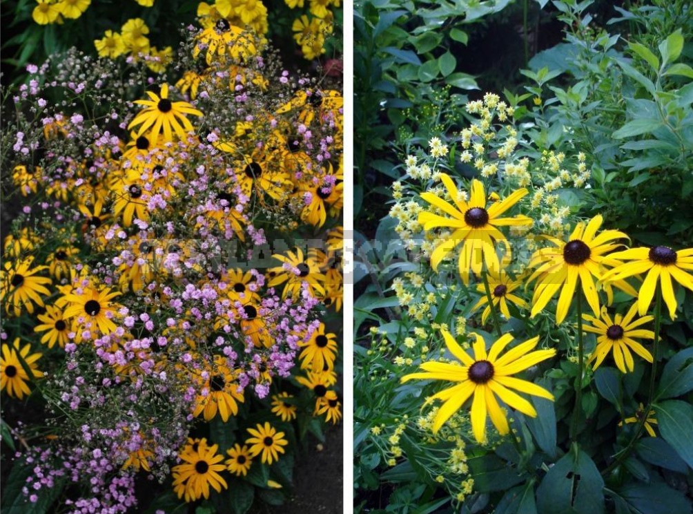 Pure Gold! Rudbeckia In Your Garden