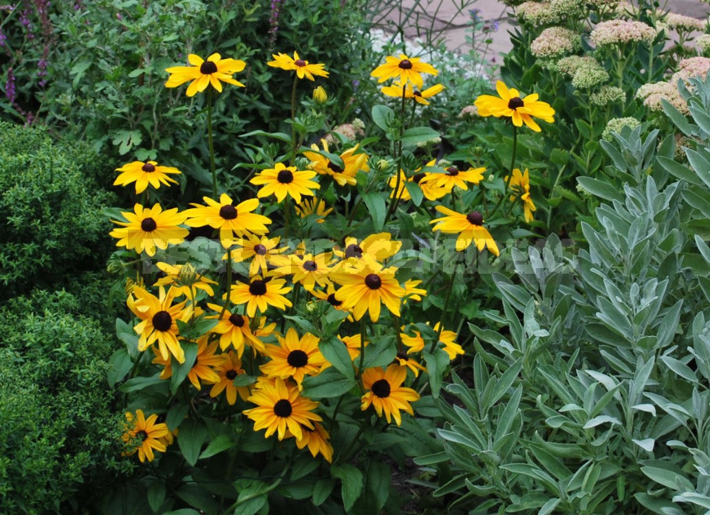 Pure Gold! Rudbeckia In Your Garden