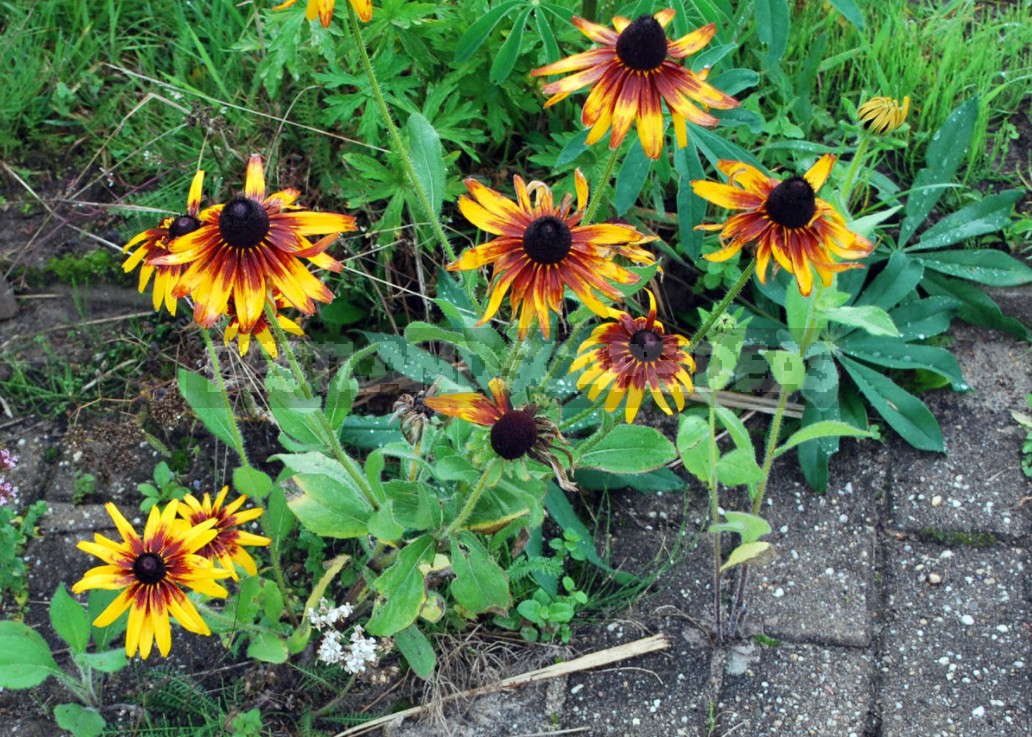 Pure Gold! Rudbeckia In Your Garden