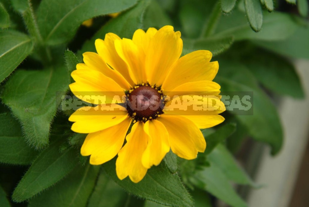 Pure Gold! Rudbeckia In Your Garden