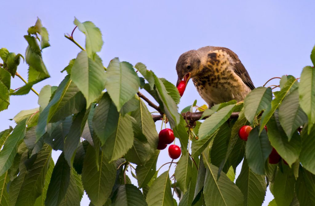 Scaring Birds: The Devices And Drugs To Protect The Garden