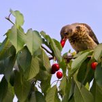Scaring Birds: The Devices And Drugs To Protect The Garden