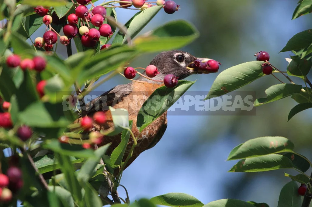 Scaring Birds: The Devices And Drugs To Protect The Garden