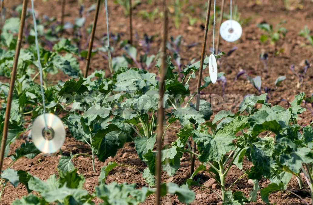 Scaring Birds: The Devices And Drugs To Protect The Garden