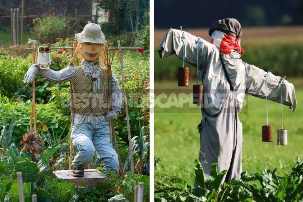 Scaring Birds: The Devices And Drugs To Protect The Garden