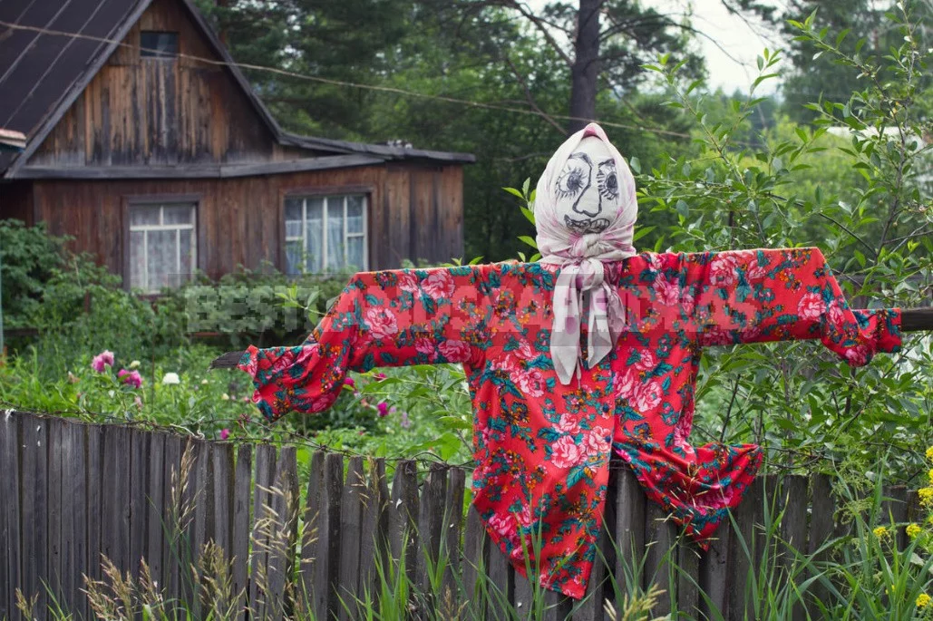 Scaring Birds: The Devices And Drugs To Protect The Garden