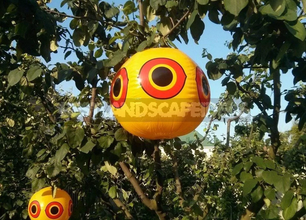 Scaring Birds: The Devices And Drugs To Protect The Garden