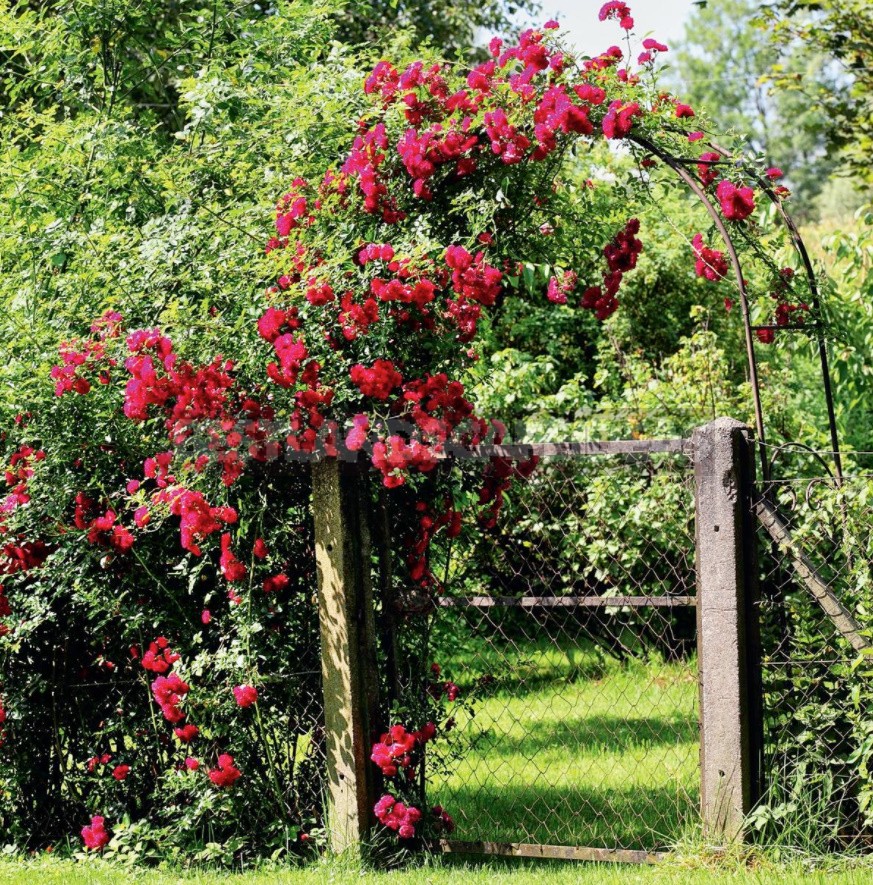 Spectacular Fences For Cottages Made Of Different Materials: Photos, Ideas