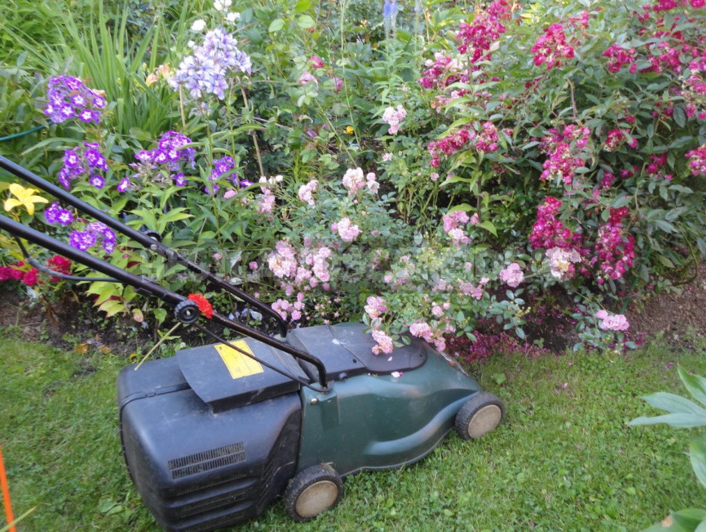The Downside Of a Perfect Lawn: What The Dream Of a Green Lawn Can Turn Into (Part 2)