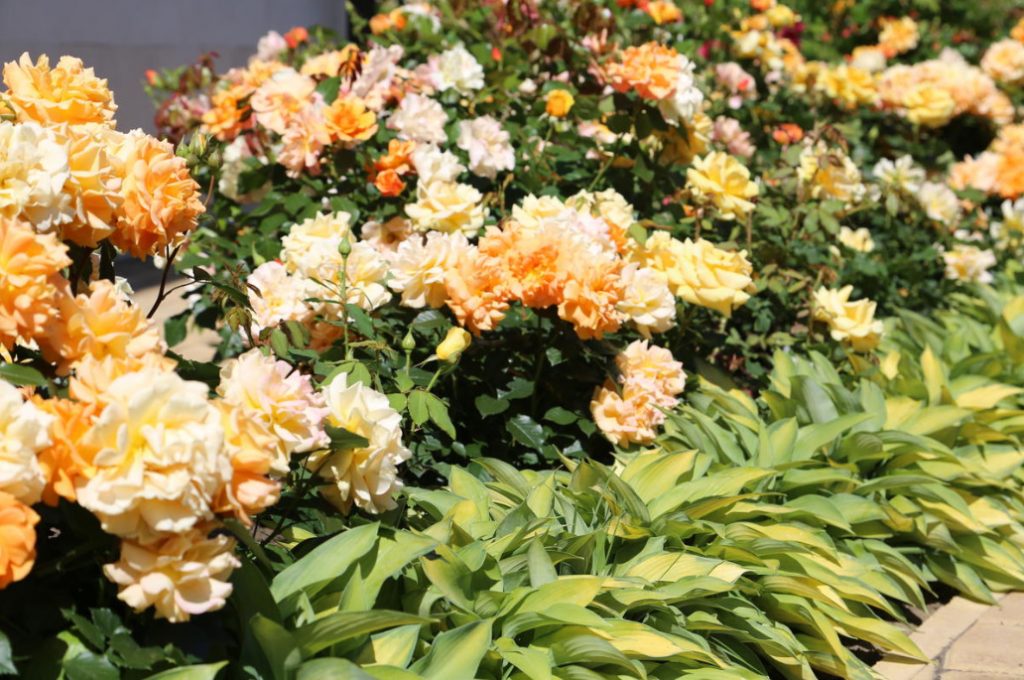The Main Diseases Of Roses. Who Is To Blame And What To Do (Part 1)
